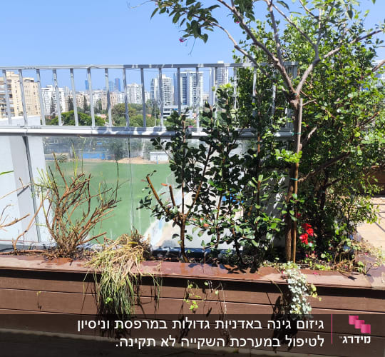 עציצים וצמחים על מרפסת עם נוף עירוני